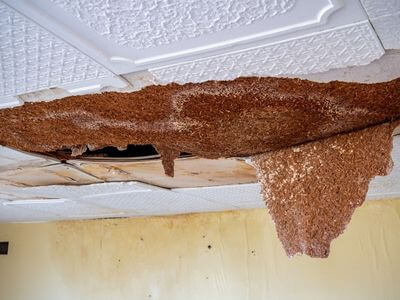 Professional water damage restoration services in Agoura Hills - AquaRise Pros